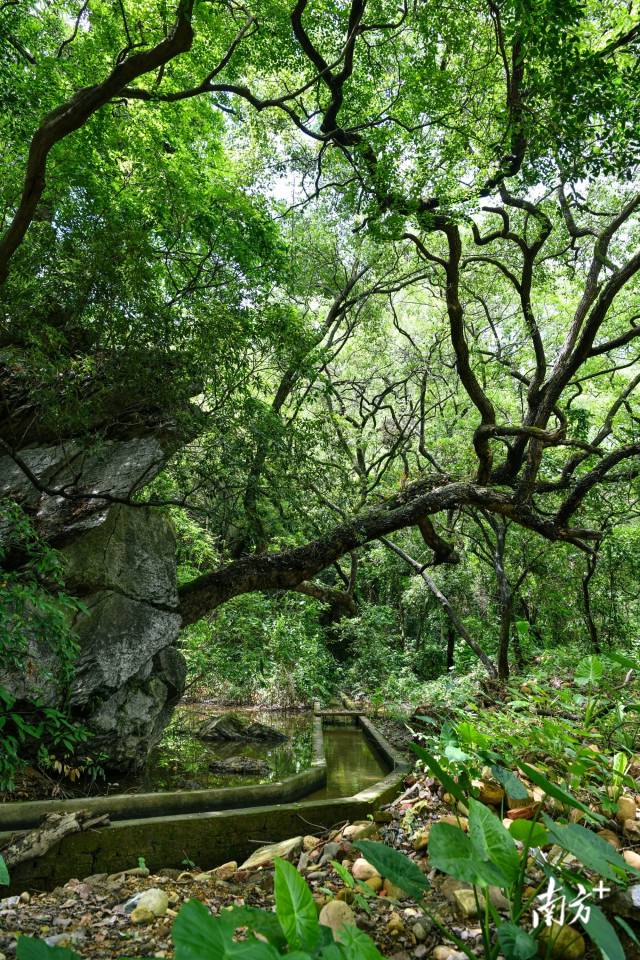 沙口鎮(zhèn)園山村背后，古樟樹錯落有致。 曾亮超 攝