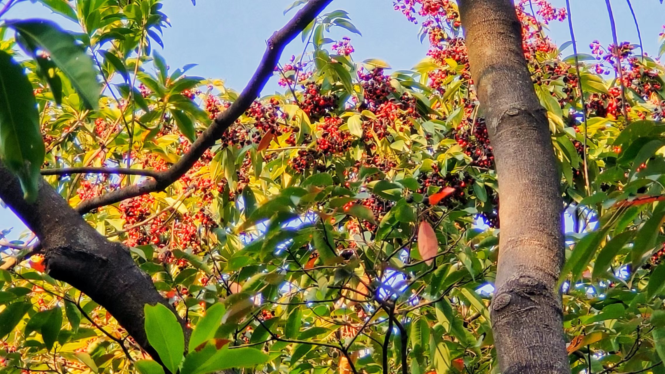 國家二級重點保護(hù)植物——軟莢紅豆(1).jpg