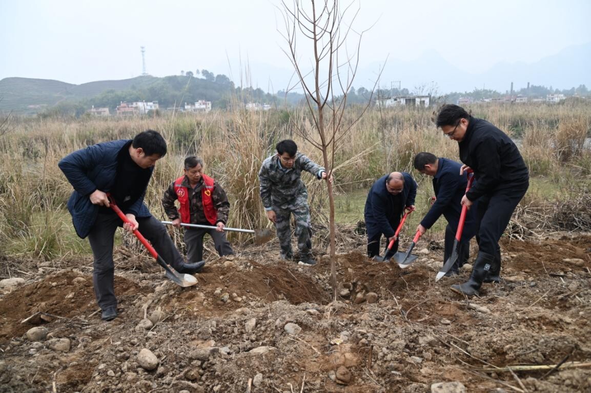 兵“林”城下 退役軍人走在綠美清遠生態(tài)建設“第一方陣”，萬株新苗筑牢粵北生態(tài)屏障