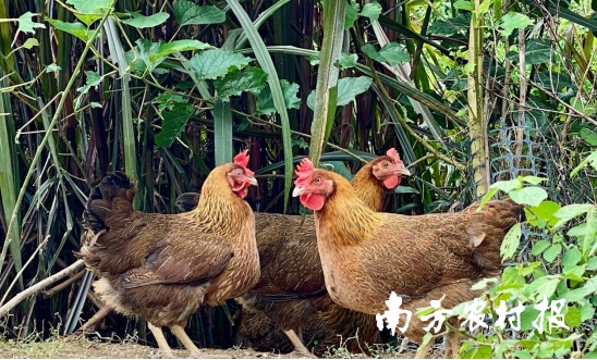 五大百億 | 清遠(yuǎn)雞，英德紅茶！入選中國(guó)農(nóng)業(yè)品牌目錄2024農(nóng)產(chǎn)品區(qū)域公用品牌