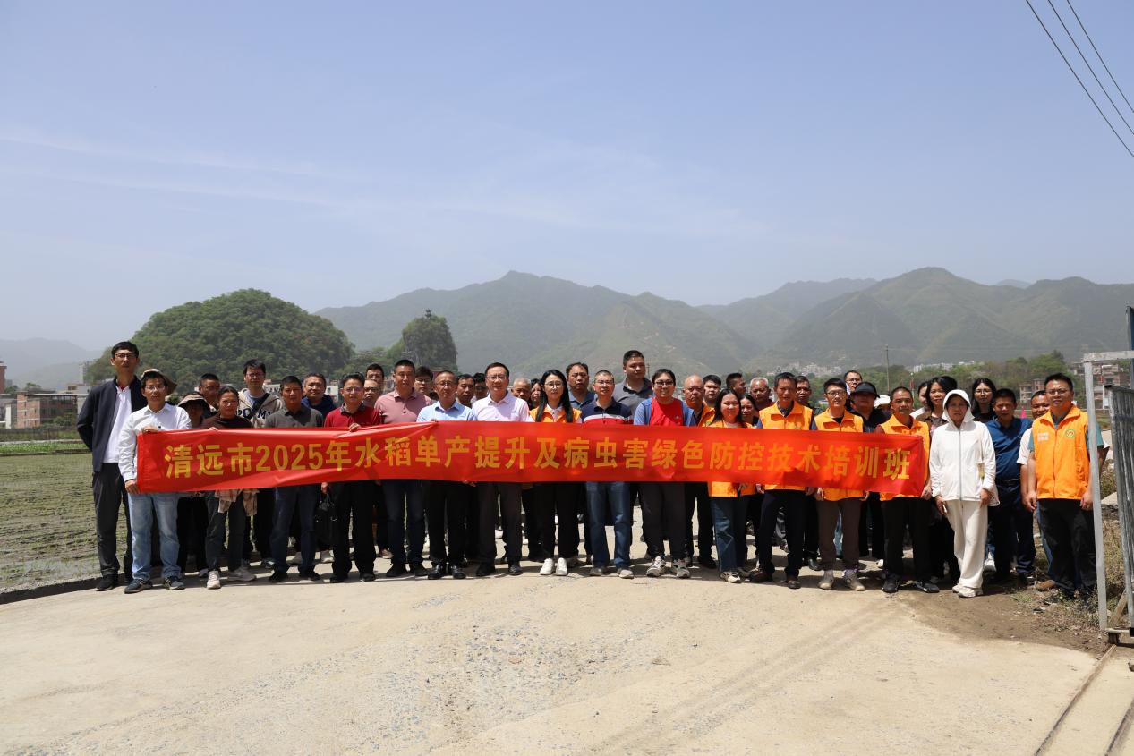 強(qiáng)化科技支撐 清遠(yuǎn)市舉辦2025年水稻單產(chǎn)提升及病蟲(chóng)害綠色防控技術(shù)培訓(xùn)